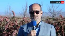 خاوران ایران در سکوی نخست تولید زرشک جهان